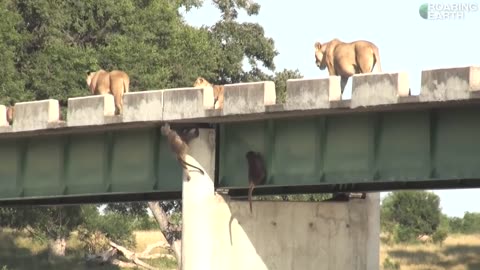 Baboons Hang on Bridge to Avoid Lions.