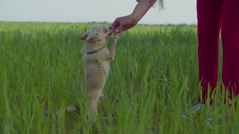 Baby dog are enjoying playing pappies in field🐕