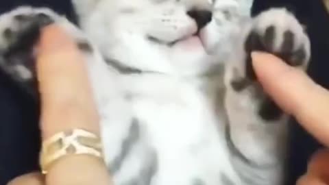 Funny Cats Compilation (Most Popular)