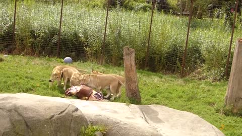 Feeding of the lions