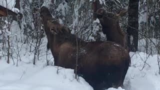 Moose Munching in Severe Snow