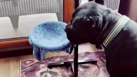 This dog wipes his mouth after drinking water