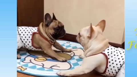 Cute pets doing crazy things watch this!
