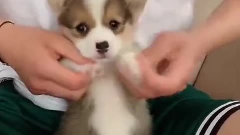 Cute Dog learning to walk and speak