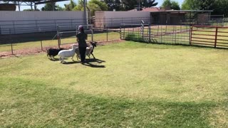 Learning to herd sheep