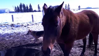 Horses Making Noise Eating Hay