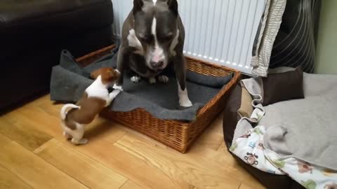 jack russell terrier vs pitbull