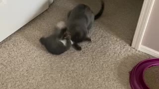 3 week old kitten play fights