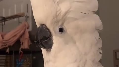 cute yellow crested cockatoo