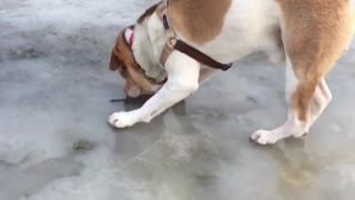Confused pup can't fetch stick frozen under ice