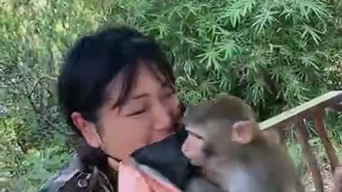 funny monkey braver than dog, attacks pig to save master