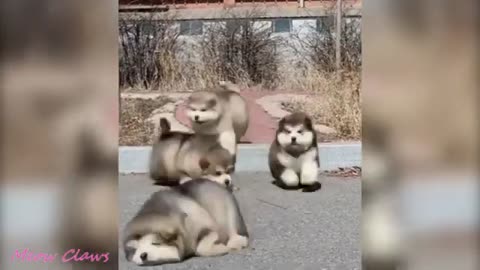 Baby Alaskan Malamute Cutest and Funniest Moment