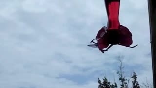 Hummingbird At Feeder