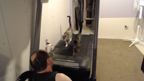 Cats on Treadmill