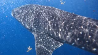 Swimming with Whale Sharks - Cancun, Mexico 2023