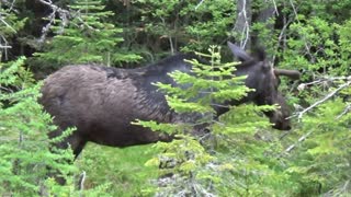 New Hampshire Moose
