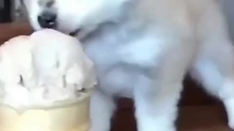 Adorable puppy with ice cream