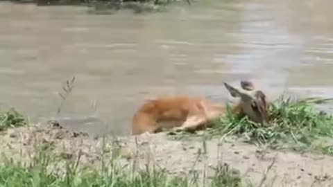 A deer escapes from the crocodile to be captured by a tiger!