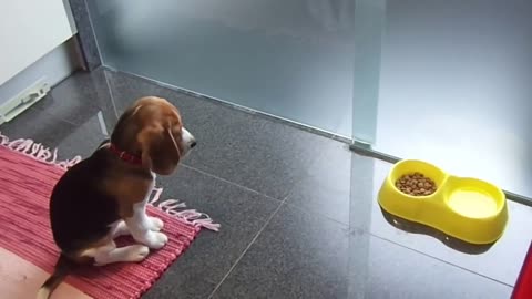 Extremely disciplined beagle puppy waits for his food
