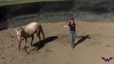 Bridleless Riding & Liberty Training with Horses - Angie Wicks