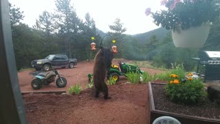 Thirsty Bear Drinks from Bird Feeder