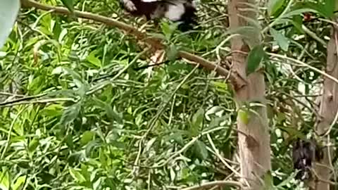 myna soaking feather