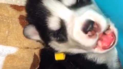 What Kind Of Husky Howl is This?