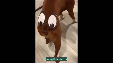 Funny Animal Videos 🤣 Funniest Cats and Dogs Videos 2024 😹🐶