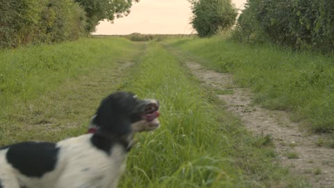 Tracking Shot of Dog Running Along a Rural Path--FH