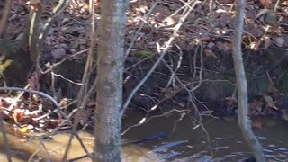 Rouen Ducks Enjoying Near Creek