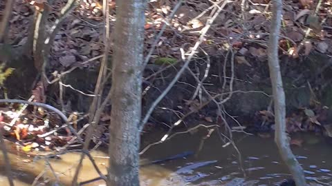 Rouen Ducks Enjoying Near Creek