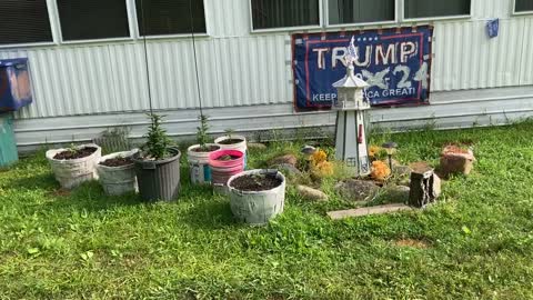 Donald Trump 2024 victory marijuana garden