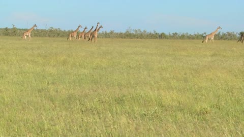 Giraffes cross a golden savannah of grass in Africa