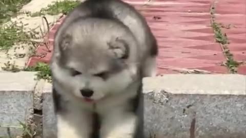 Cute baby animals video compilation cutest moment of the animals —cutest puppies#