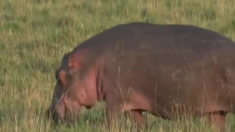 Sept 26, 2017 - Sunrise- A Hippo on tip toe with Tayla in the Maasai Mara