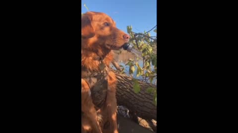 Hunting dog tries to lure wild ducks with duck call short video