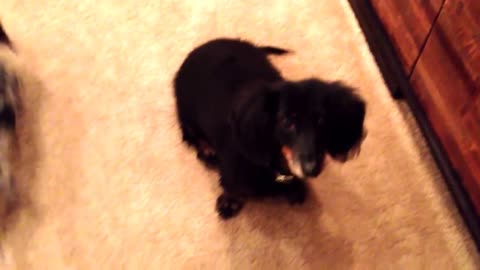 Adorable Dapple Miniature Dachshund Puppy Learns to Roll Over