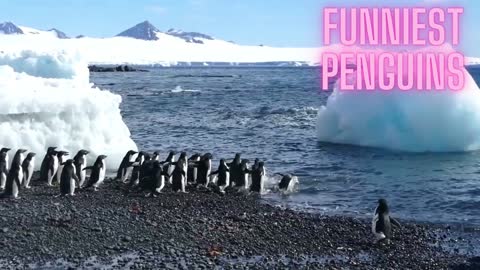 Funniest penguins