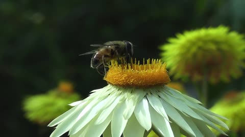 Honey bee, Apis melifera