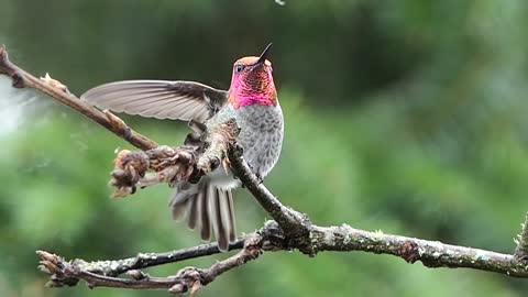 beautiful bird relaxing on a twig