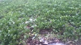 Filmando a vegetação em volta da praia, a flores roxas no local [Nature & Animals]