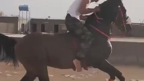 Le cheval est de son imagination
