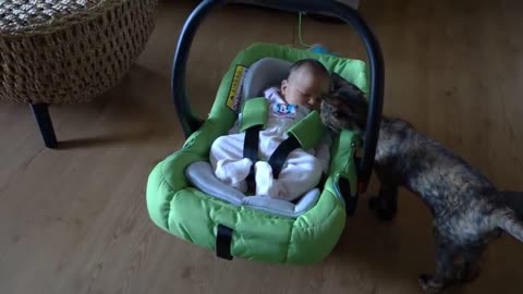 Cats meet the newborn babies of their owners