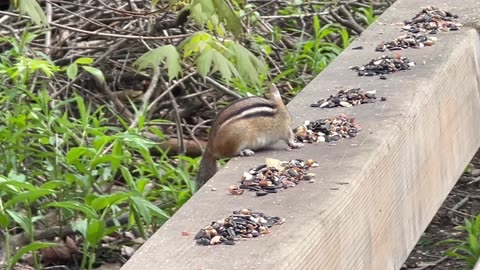 Chipmunks hoarding seeds and peanuts