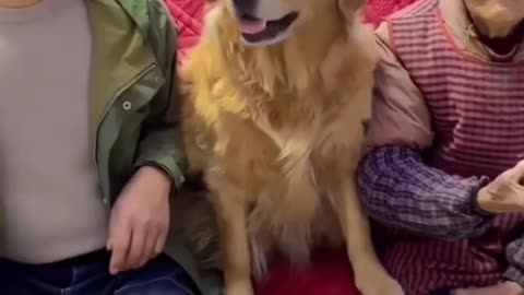 golden retriever snatches remote from owner for his grandmom