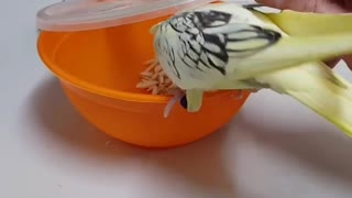 Birds Trying To Open the Food Jar