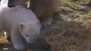 First polar bear cub born in Britain