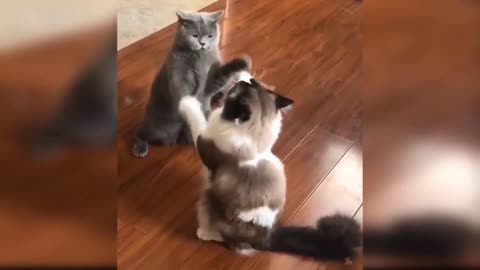 Cutie Cats dancing together 😍😍😍😍😍 funny videos 😂😁😂