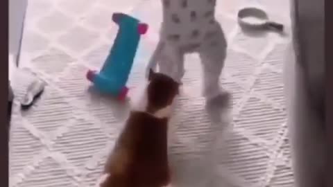 The best shot of a kitten relates to a small child trying to play with him