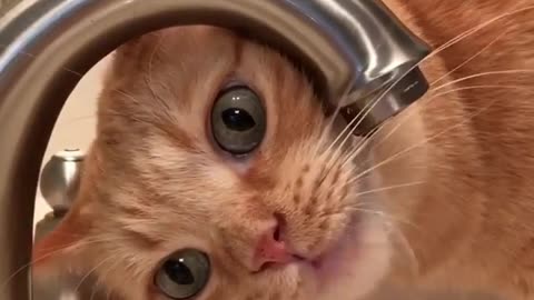 What We Got Wrong About Cat Wanting Water.